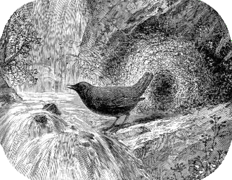 Ouzel at Home - Muir